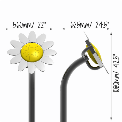 Blütenblatt-Drum-Gänseblümchen